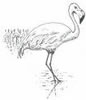 A Flamingo