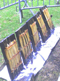 planked shad at Pow Wow